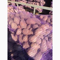 Продам картофель в Грузию, Армению -с пакетом документов на экспорт