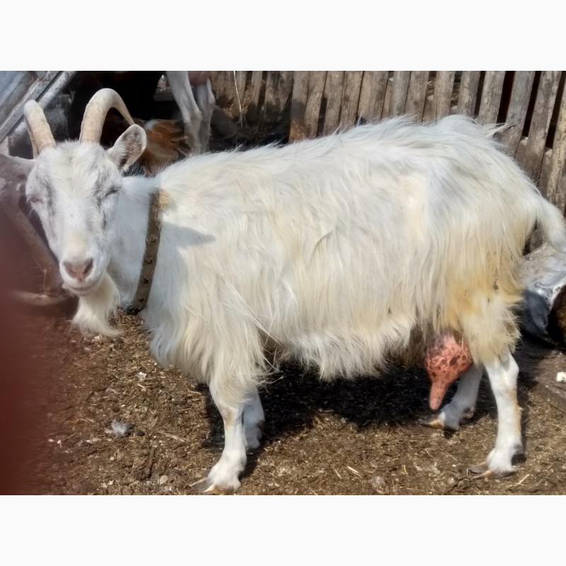 Продаются козы,  козы, Республика Татарстан — Agro-Russia