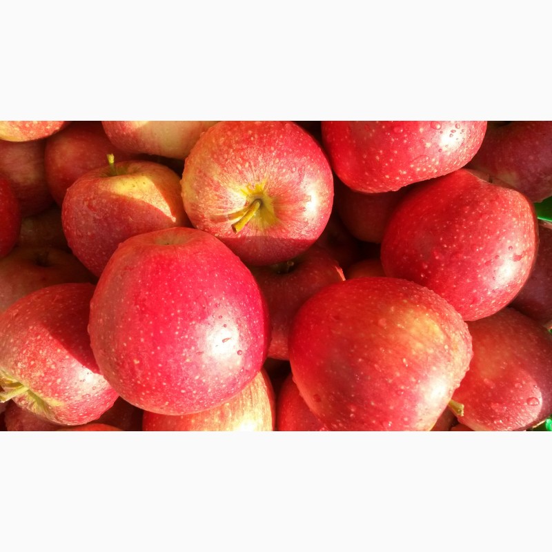 Фото 2. Продажа яблок высшего сорта