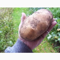 Картошка крупная, свежая