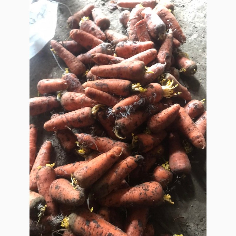 Фото 2. Продам морковь сорт каскад крупная