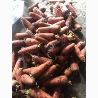 Продам морковь сорт каскад крупная