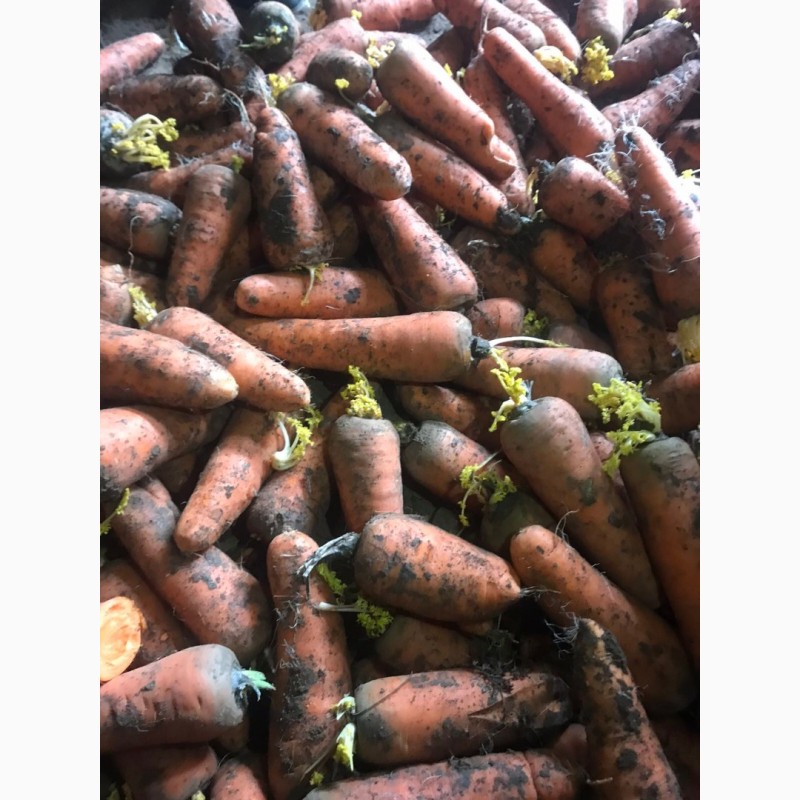 Фото 3. Продам морковь сорт каскад крупная