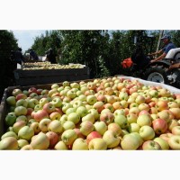Яблоки оптом от производителя со складов фермерского хозяйства