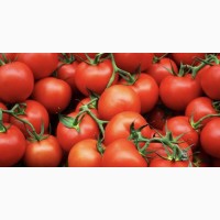 Продам томаты сорта «Эль Бандито»