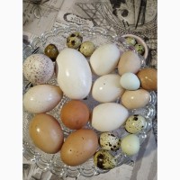 Семейная ферма предлагает яйца