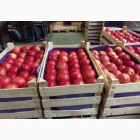 Яблоко оптом 65+ от производителя! Цена от 20 руб/кг
