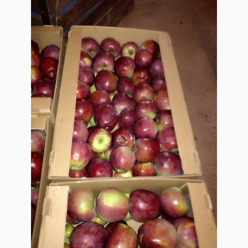 Фото 3. Яблоко оптом 65+ от производителя! Цена от 20 руб/кг