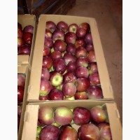 Яблоко оптом 65+ от производителя! Цена от 20 руб/кг