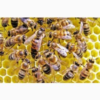 Продаем пчеломаток