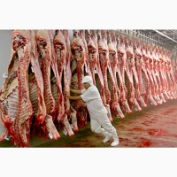 КРС мясо на экспорт-баранина, телятина, говядина на Мусульманские страны