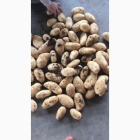 Продам продовольственный картофель Урожай 2021 год (Египет)
