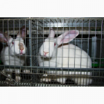 Закупаю кроликов живым весом