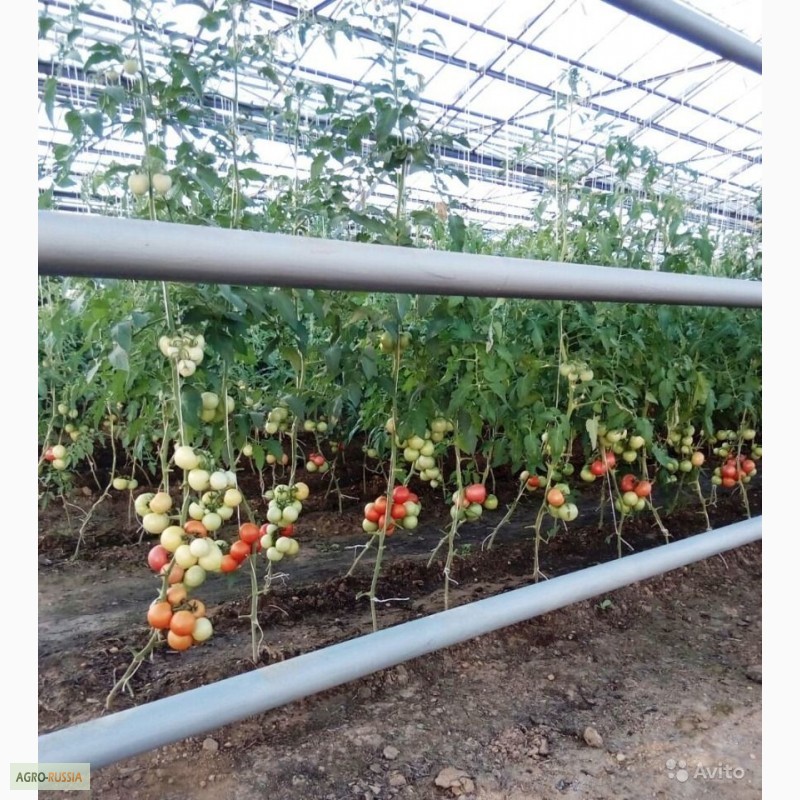 Фото 2. Тепличные помидоры (томаты) от производителя