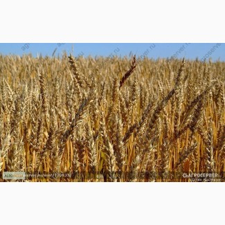 Продам: Семена пшеницы Дарья, РС1, ЭС