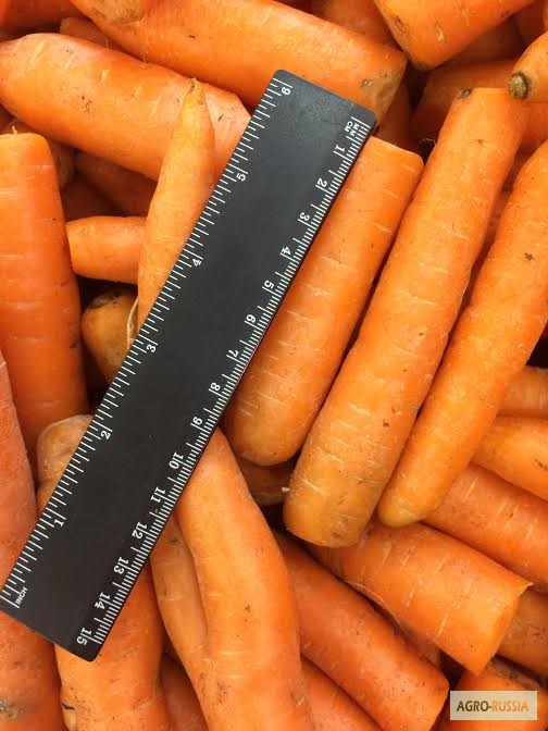 Фото 3. Продаем лом мытой моркови