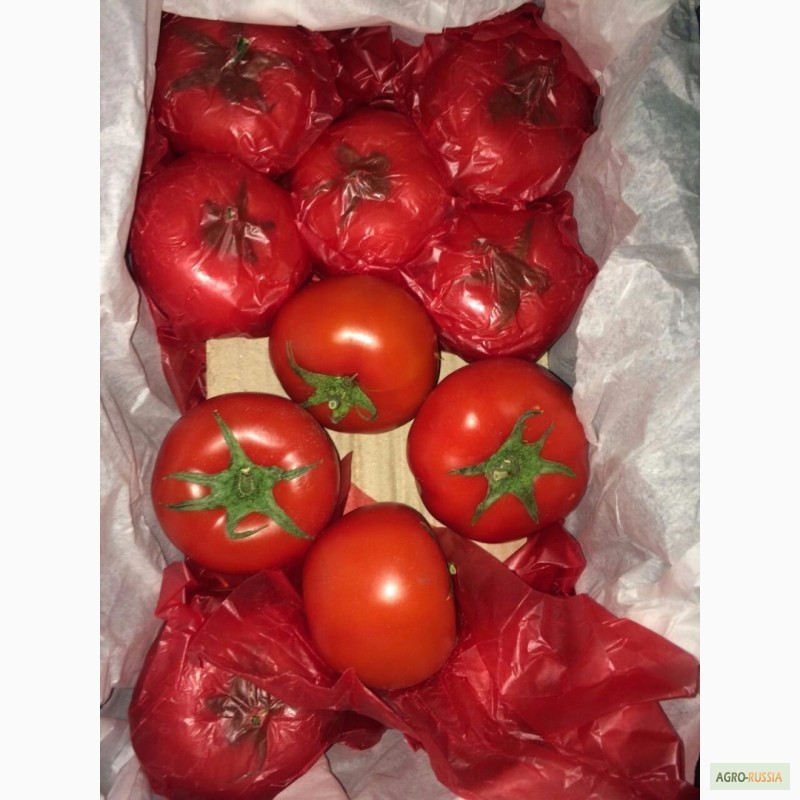 Фото 10. Огурцы помидоры оптом