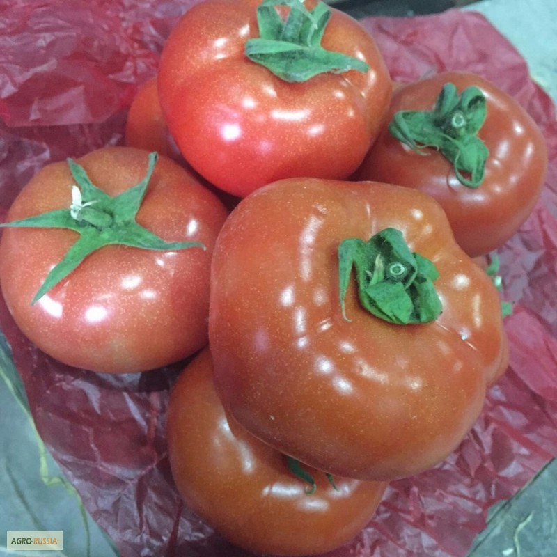 Фото 12. Огурцы помидоры оптом