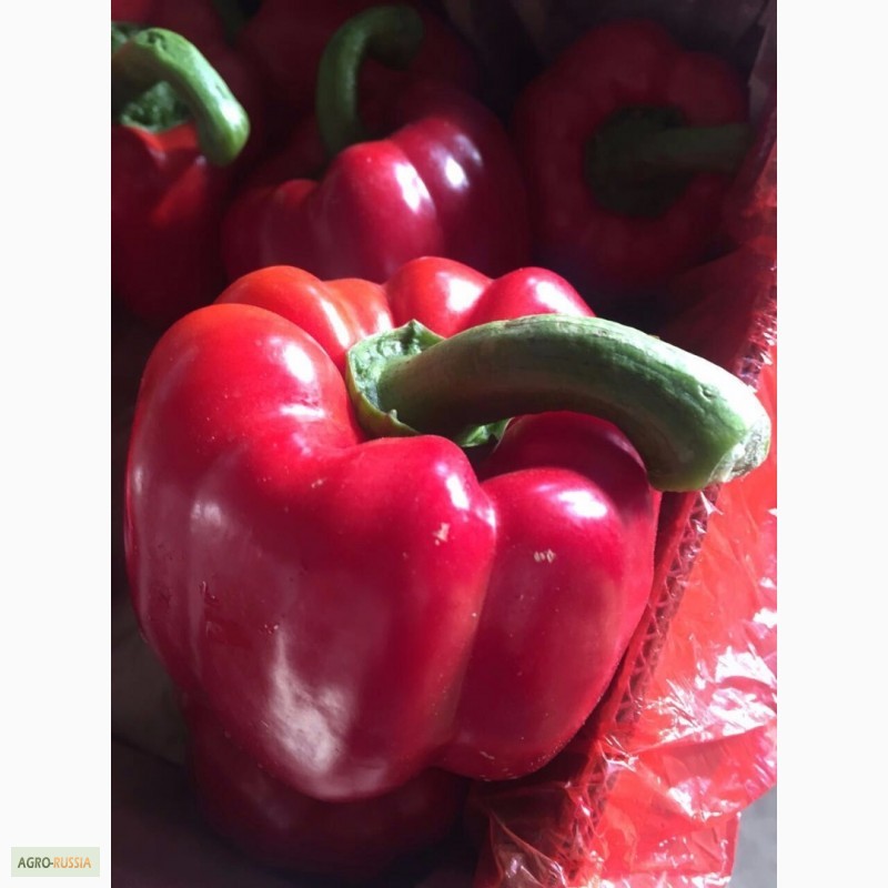 Фото 13. Огурцы помидоры оптом