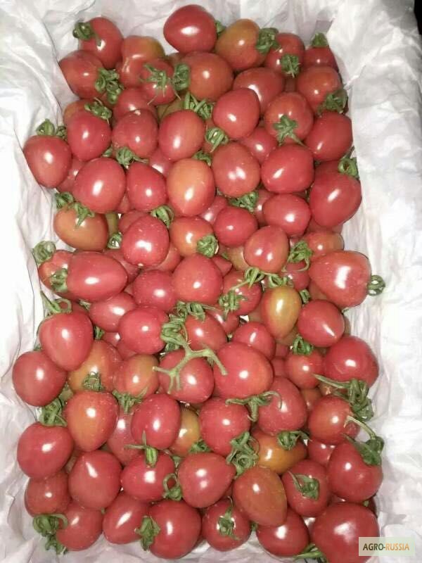 Фото 2. Огурцы помидоры оптом