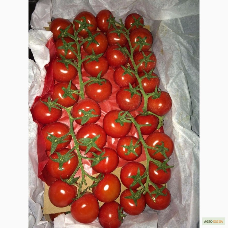 Фото 3. Огурцы помидоры оптом
