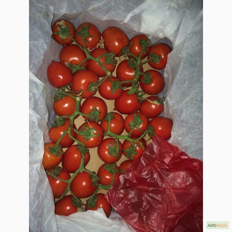 Фото 8. Огурцы помидоры оптом