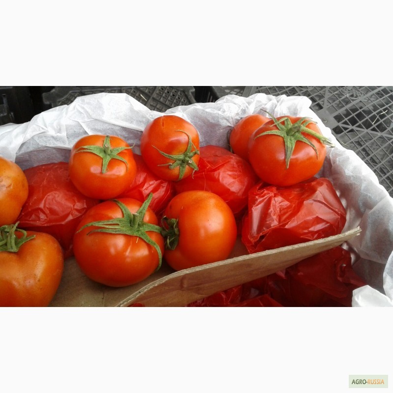 Фото 9. Огурцы помидоры оптом