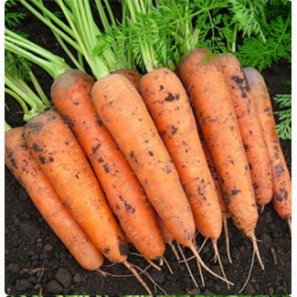 Продаю морковь