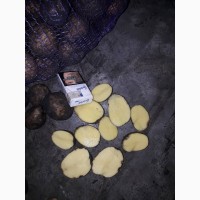 Картофель 2 сорт