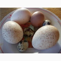 Яйца на еду и инкубационные