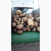 Продам картофель Колетте, Эволюшн, Коломбо, Ред Скарлетт