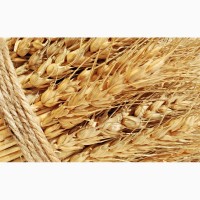 Пшеница 4 и 5 класс