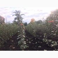 Продам саженцы плодовых растений