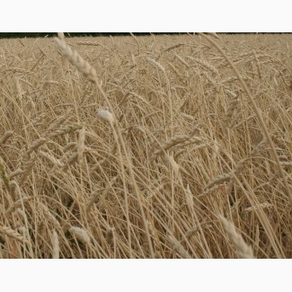Семена пшеницы яровой Ирень (ЭС, РС-1)