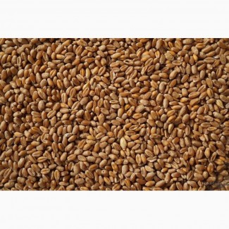 Пшеница 4 класс объём 4000 тонн (Башкирия)