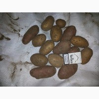 Продам картофель продовольственный