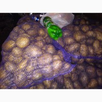 КФХ Воронежской обл, реализует картофель оптом