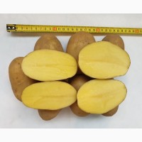 Картофель оптом Королева Анна 5+ от производителя РБ, цена 9 руб./кг