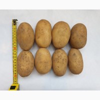 Картофель оптом Королева Анна 5+ от производителя РБ, цена 9 руб./кг