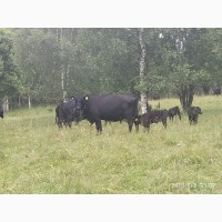 Коровы с телятами Абердин ангус