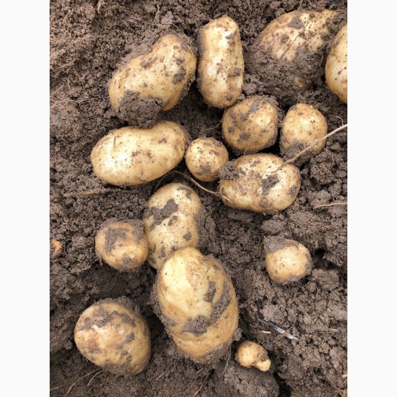 Фото 2. Качественный семенной и продовольственный картофель