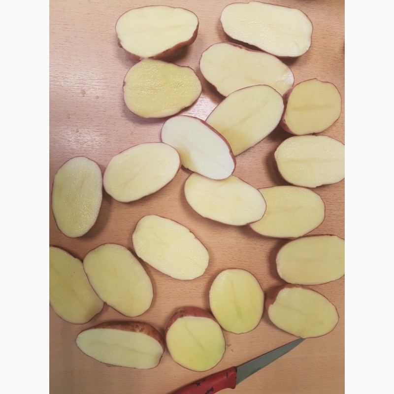 Фото 3. Качественный семенной и продовольственный картофель