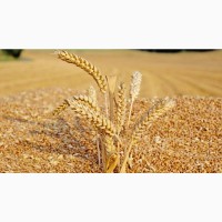 Экспорт из РФ, Пшеница 4 класс, с клейковиной 20-22%. (продовольственная)