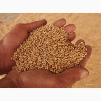 Экспорт из РФ, Пшеница 4 класс, с клейковиной 20-22%. (продовольственная)