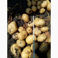 Продам картофель нового урожая