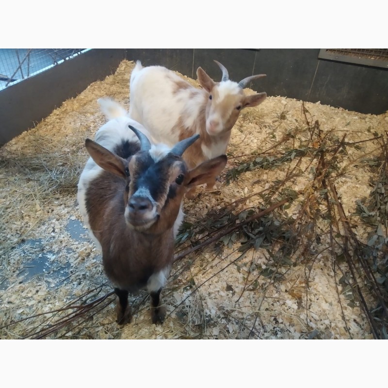 Фото 2. Камерунские и нубийские козы, пометы 2020 и 2021