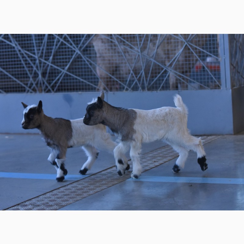 Фото 4. Камерунские и нубийские козы, пометы 2020 и 2021