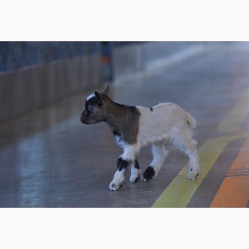 Фото 5. Камерунские и нубийские козы, пометы 2020 и 2021