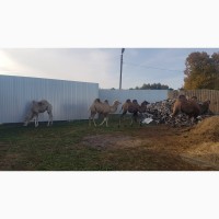 Продаю племенных двухгорбовых верблюдов колмыцкой породы разных возрастов, пола и масти