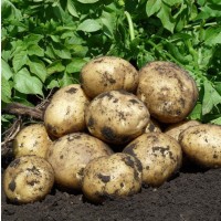 Продаю свежий осенний картофель 2021
